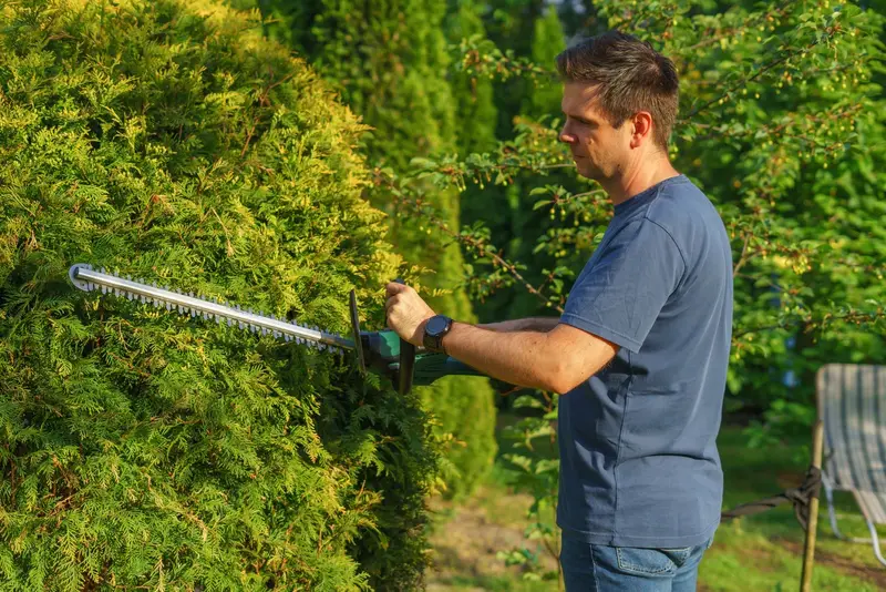 Gardener trimming a tight conifer hedge with an electric hedge trimmer in the morning sun